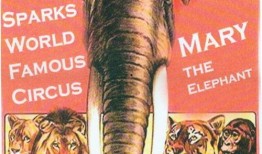 大象玛莉爆料视频,视频内容大起底